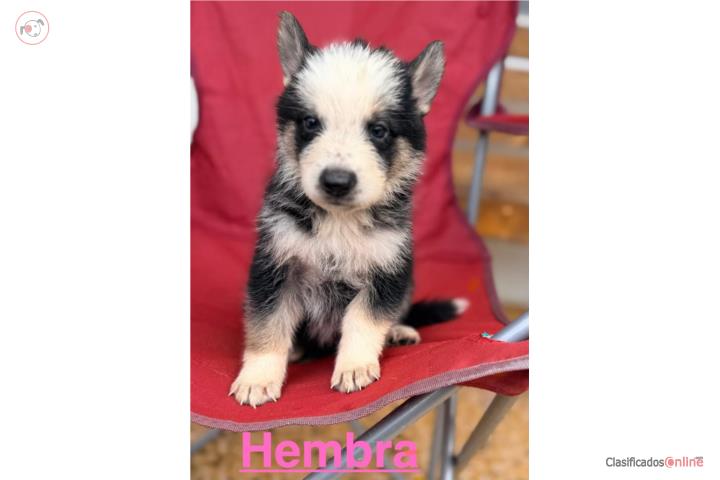 Hermosos Germán Shepard  Puerto Rico