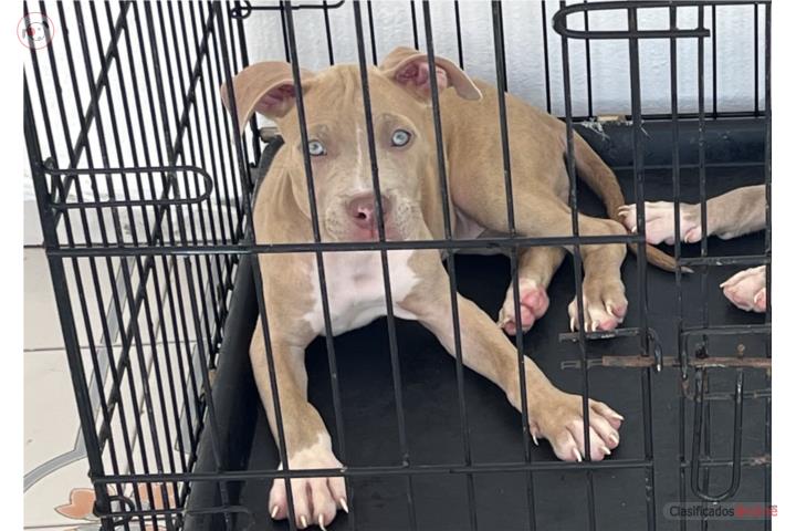 Pitbull  Puerto Rico