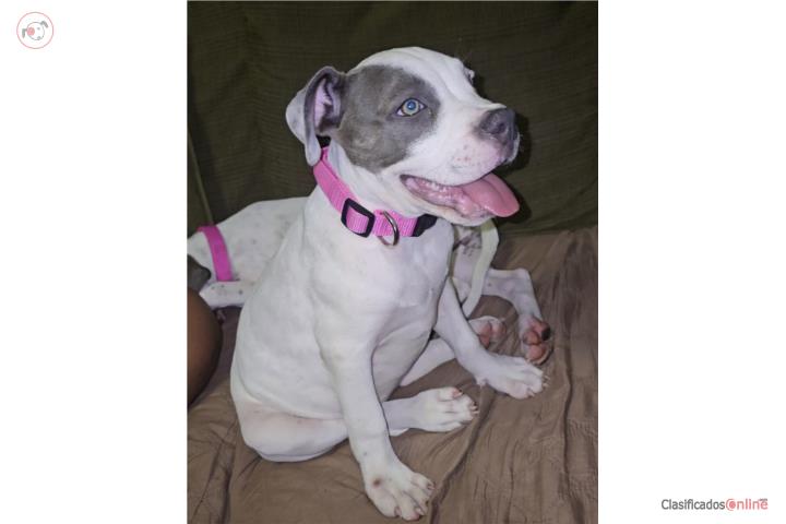 Pitbull  Puerto Rico