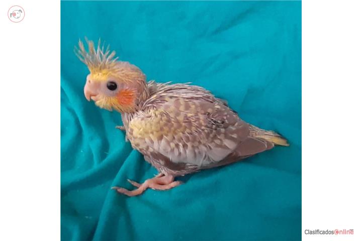 Cockatiel Bebe Puerto Rico
