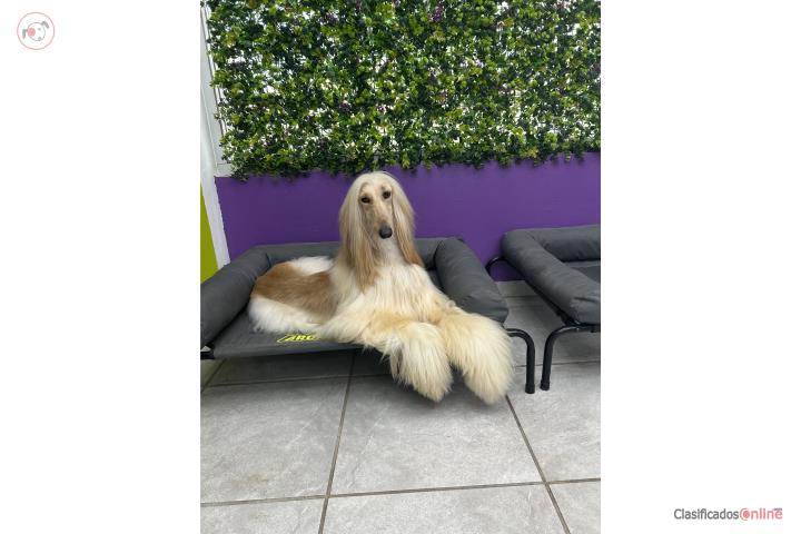Afghan Hound Macho Puerto Rico
