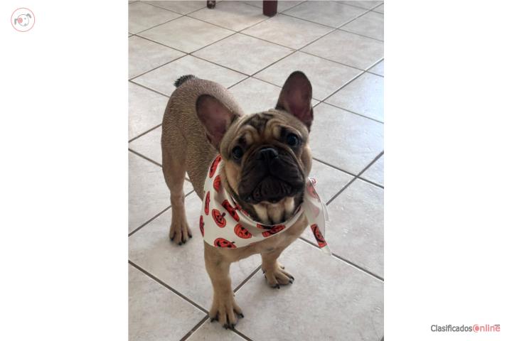 Bulldog french AKC  Puerto Rico