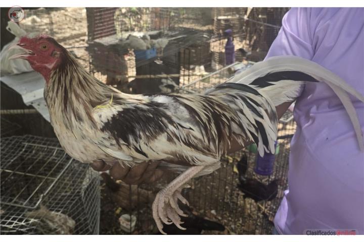 GALLOS Puerto Rico