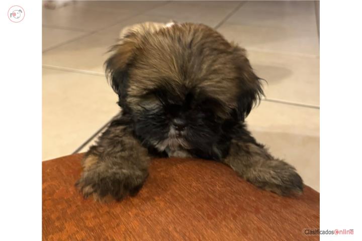 Se Vende Perritos Shit Zu Puerto Rico