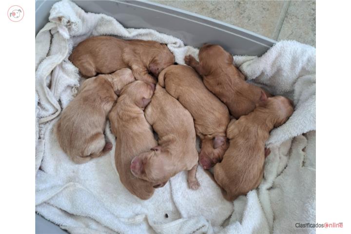Hermosos Golden Retriever Puerto Rico