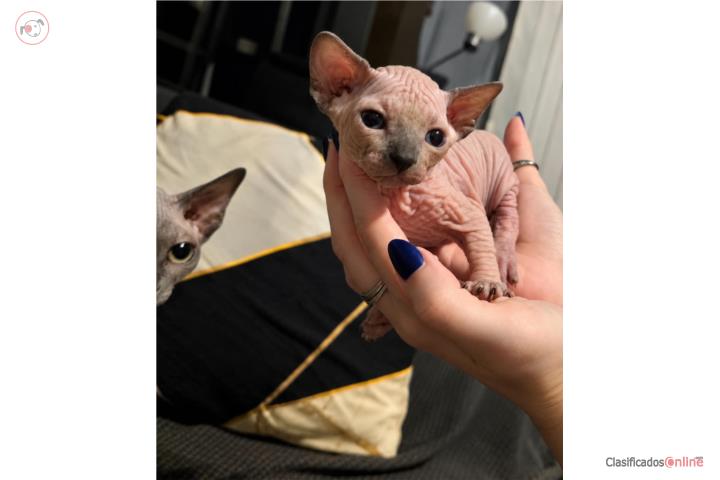 Sphynx Hembra Blue point Puerto Rico