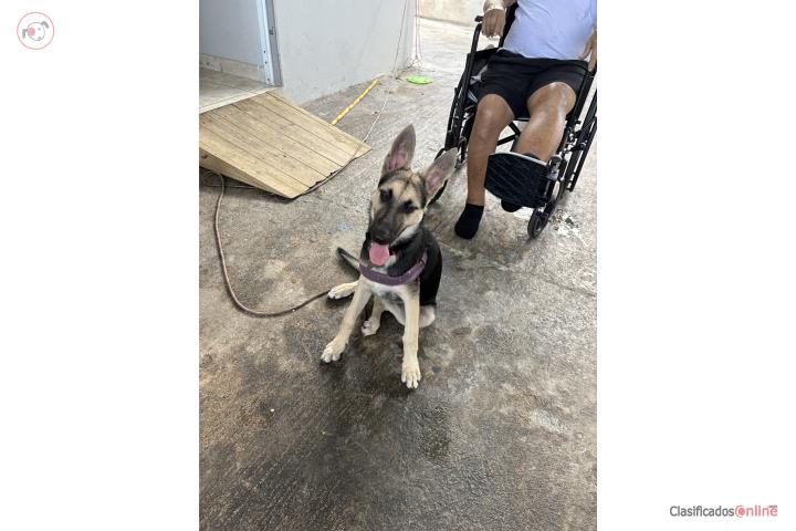 Pastor Alemán 4 meses hembra  Puerto Rico