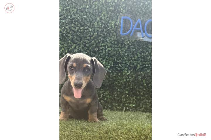 Dachshund mini Blue tan  Puerto Rico