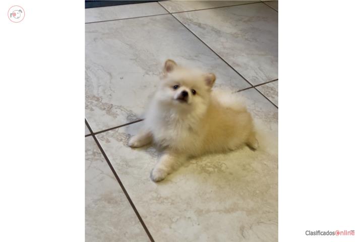 Pomeranian de excelente raza  Puerto Rico