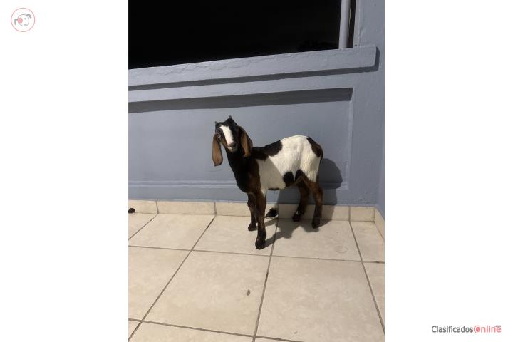 Cabrito  Puerto Rico