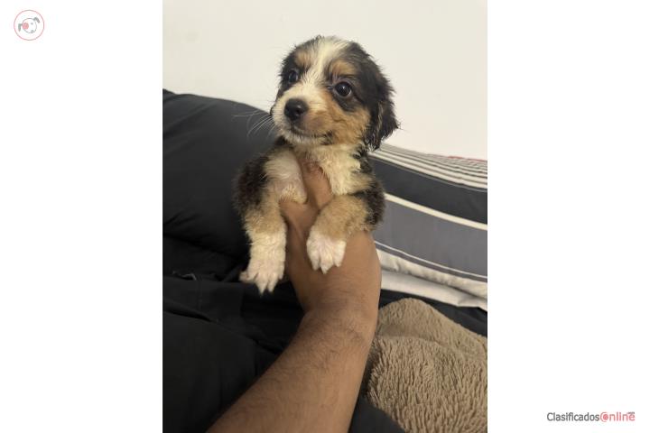 Australian shepherd Puerto Rico