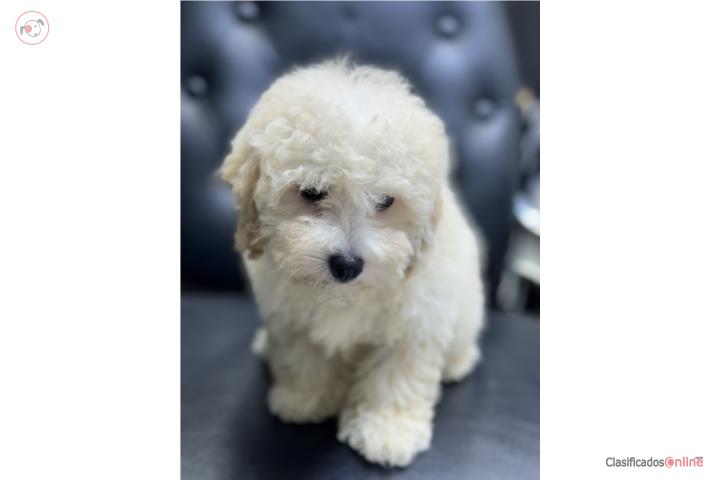 Mini poodle hembra  Puerto Rico
