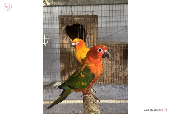Parejas de Sun Conure  Puerto Rico