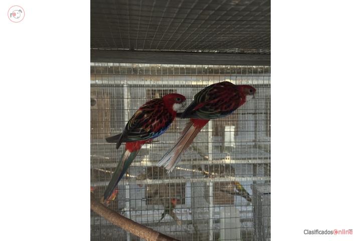 Pareja de Rosella Puerto Rico