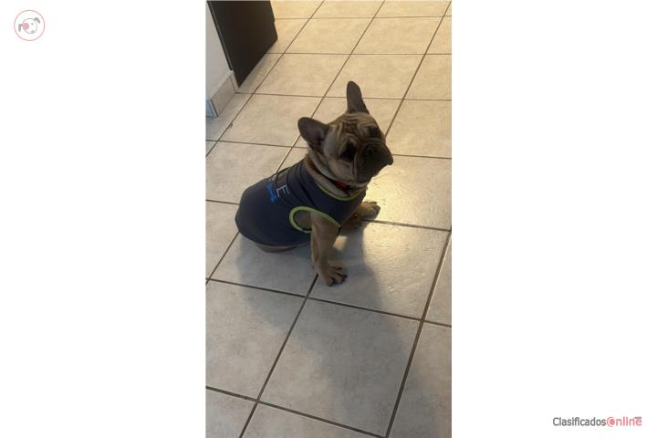 Frenchie 1 año 9 meses  Puerto Rico