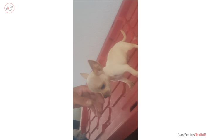Chihuahua  Puerto Rico