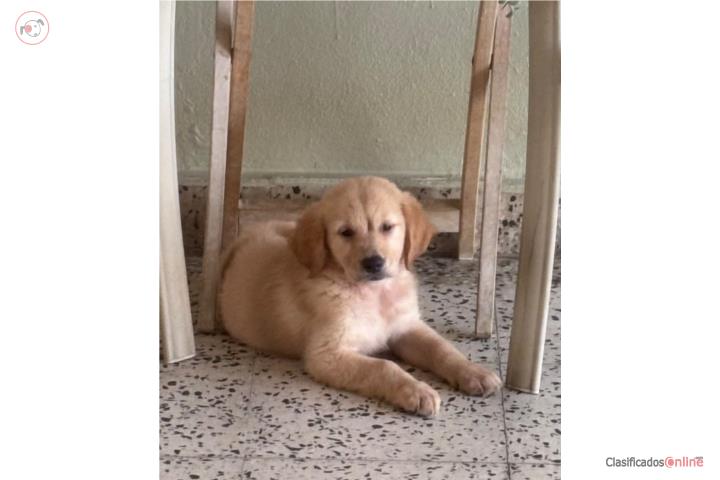 Golden Retriever Puerto Rico