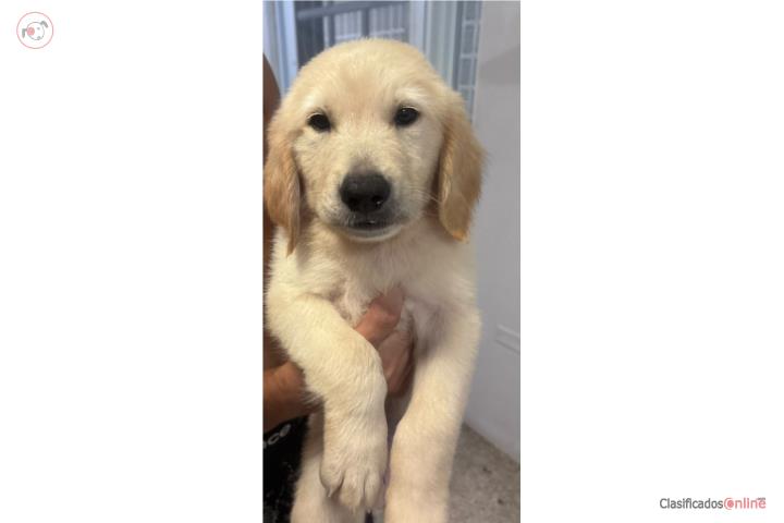 Se vende Golden Retriever Puerto Rico