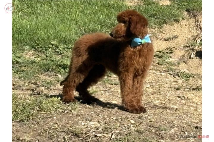 Standard poodle  Puerto Rico