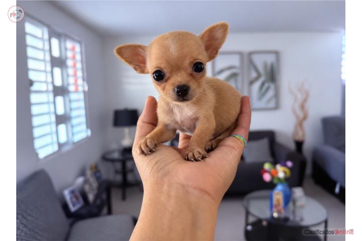 Chihuahua Nena Puerto Rico