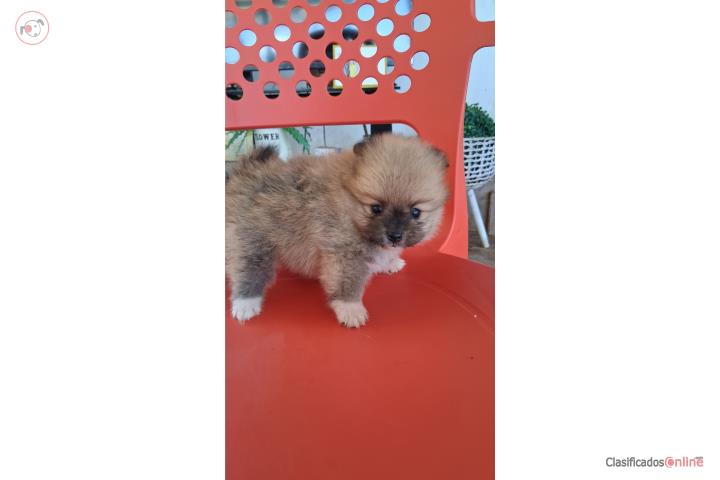 Pomerania macho  toys Puerto Rico