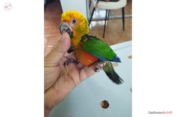 Pichon Jenday Conure Puerto Rico