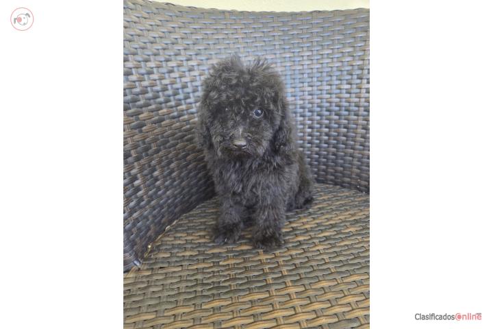 Toy Poodle machos Papeles AKC  Puerto Rico
