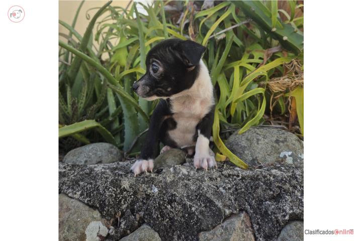 Chihuahua de los pequeños macho  Puerto Rico