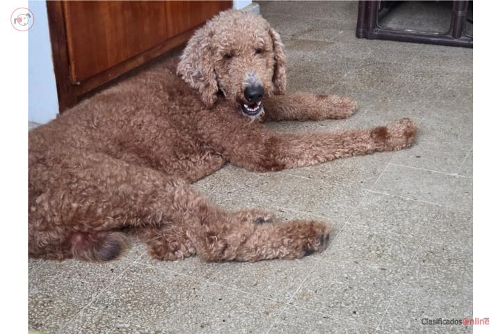 Golden doodle  Puerto Rico