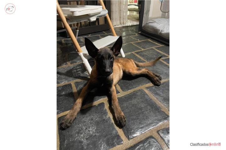 K9 Malinois puppys carbonado  Puerto Rico