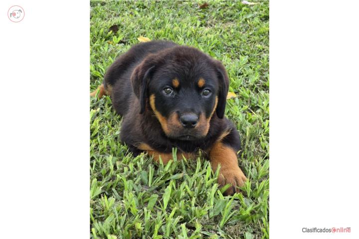 Rottweiler hembras  Puerto Rico