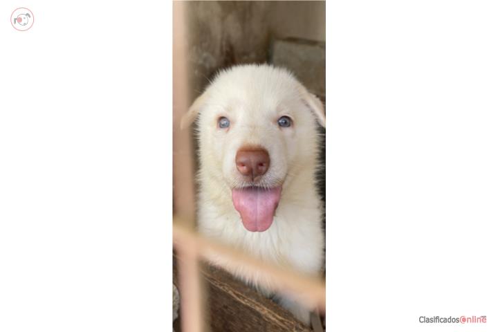 Puppys German Shepherd Blancos Suizos Puerto Rico