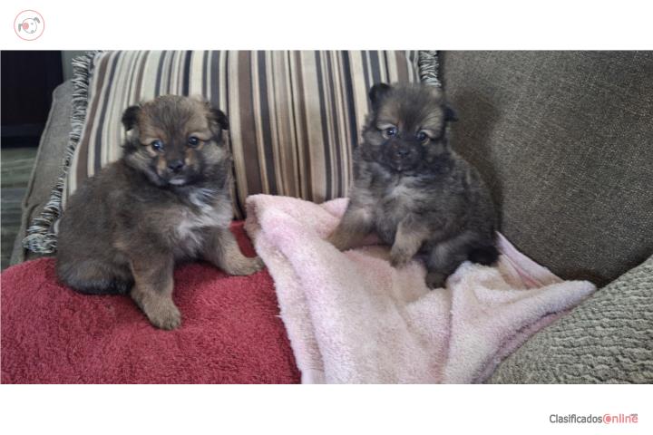 Venta de puppies Pomerian macho / nena Puerto Rico