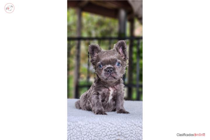 French Bulldog Merle Fluffy  Puerto Rico