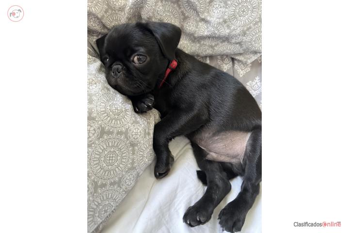 Black Pug puppy Puerto Rico