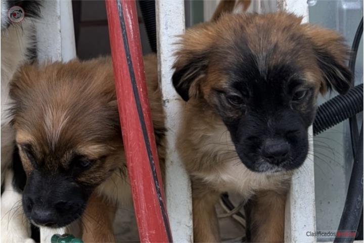 Shihtzu / Salchicha Puerto Rico