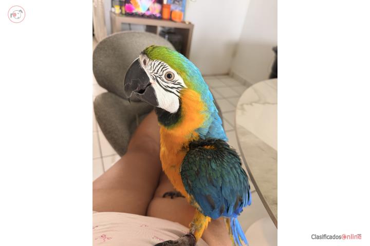 Guacamayo Puerto Rico