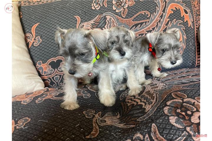 Schnauzer  Puerto Rico