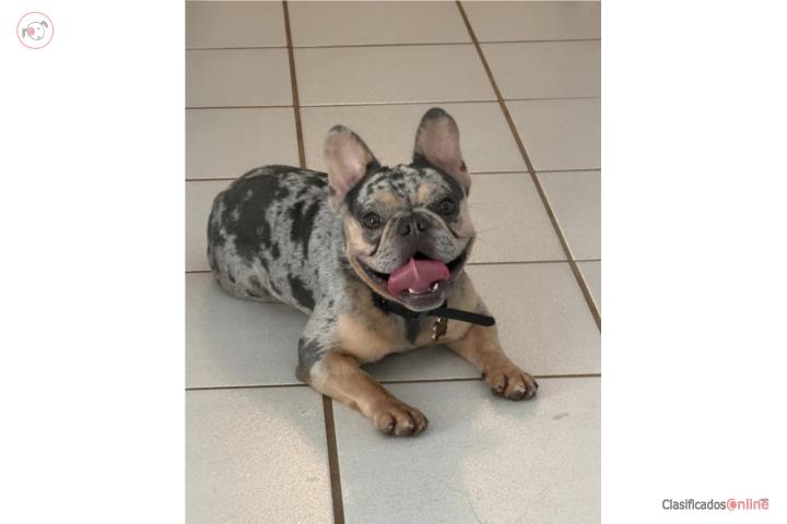 French Bulldog Puerto Rico