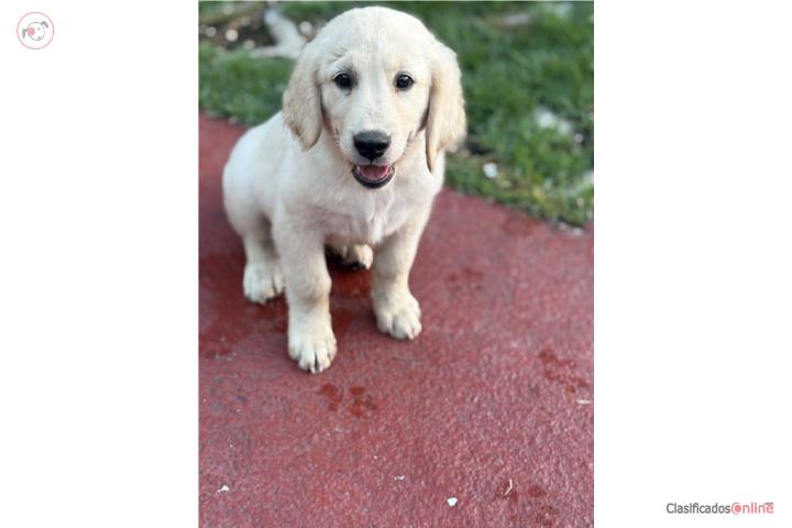 Golden Retriever  Puerto Rico