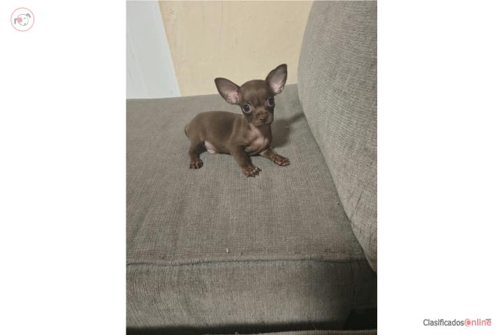 Hermoso Chihuahua chocolate  Puerto Rico