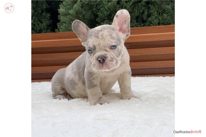 French BullDod merle Puerto Rico