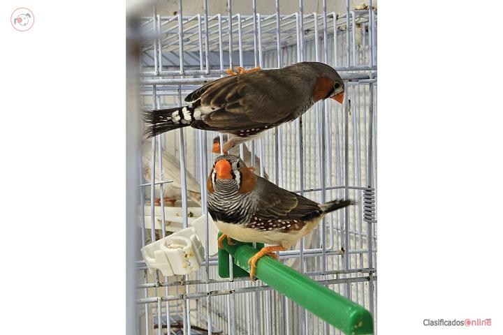 Finches  Puerto Rico