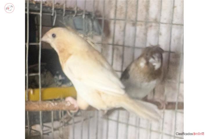 Pareja de sociatys Puerto Rico