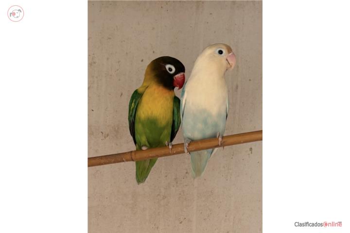 Pareja de lovebirds  Puerto Rico
