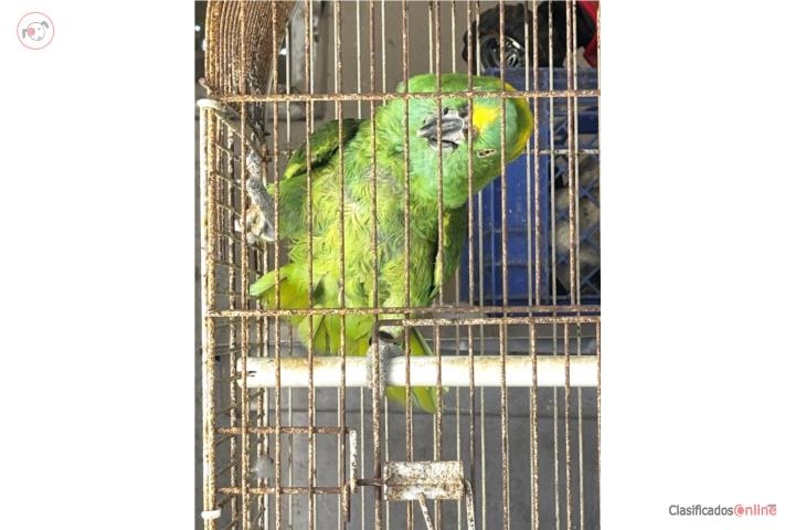 Yellow-nape macho adulto no manso en Puerto Rico