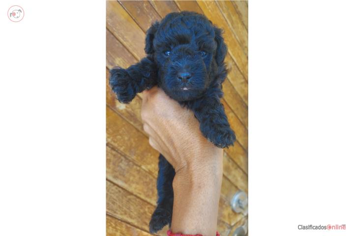 Toy poodle hembras super toy Puerto Rico