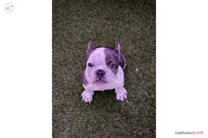 Pocket Bully Merle Puerto Rico
