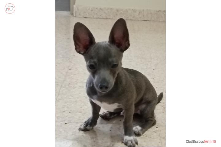 Chihuahua blue  Puerto Rico