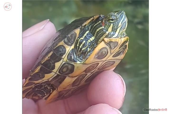 Tortuga Puerto Rico